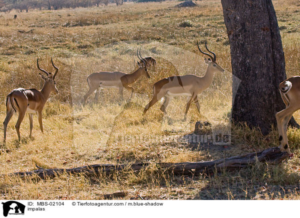 Schwarzfersenantilopen / impalas / MBS-02104