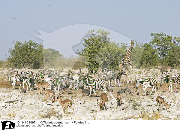 Steppenzebras, Giraffe und Impalas / plains zebras, giraffe and impalas / HJ-01097