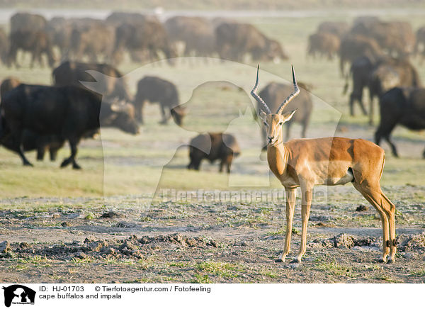 cape buffalos and impala / HJ-01703