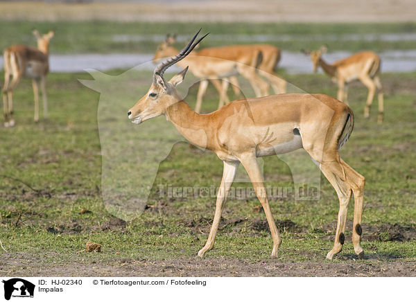 Impalas / HJ-02340