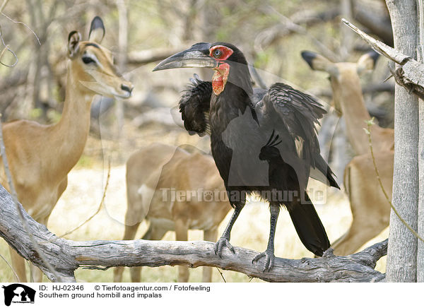 Southern ground hornbill and impalas / HJ-02346