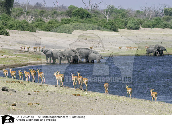 African Elephants and impalas / HJ-02445