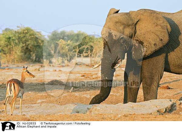 African Elephant and impala / HJ-02633