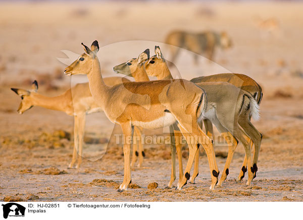 Impalas / HJ-02851