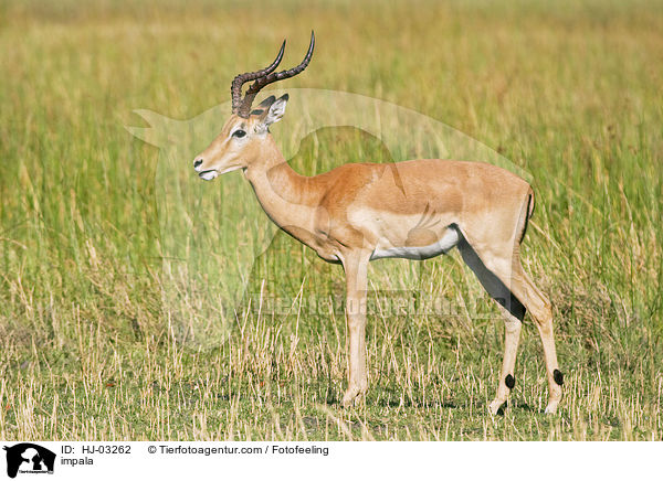 Schwarzfersenantilope / impala / HJ-03262