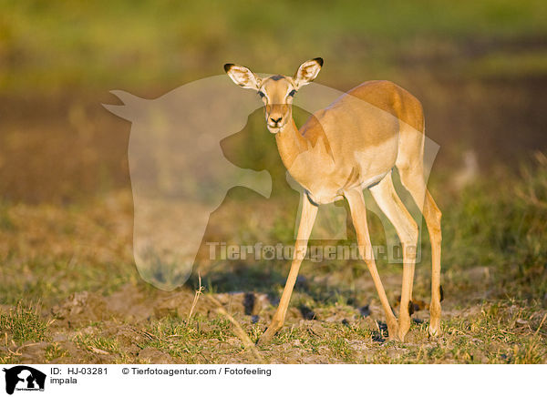 Schwarzfersenantilope / impala / HJ-03281