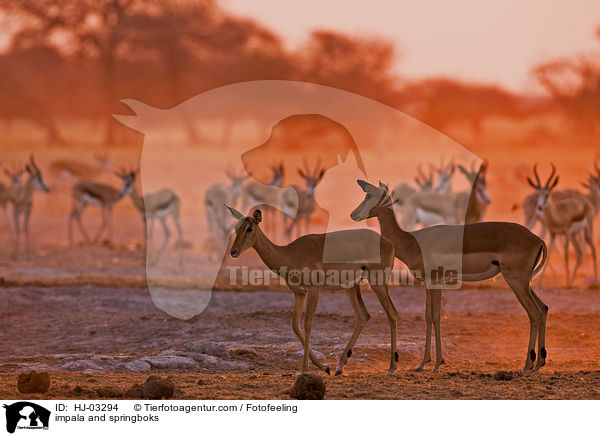 Schwarzfersenantilopen und Springbcke / impala and springboks / HJ-03294