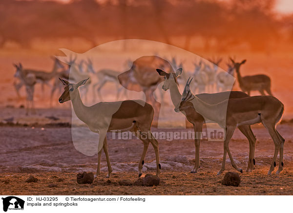 Schwarzfersenantilopen und Springbcke / impala and springboks / HJ-03295