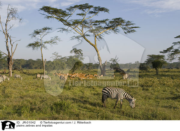 plains zebras and impalas / JR-01042