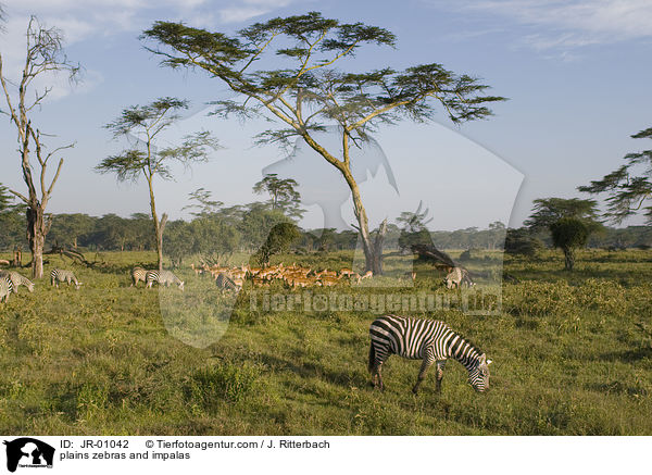 Steppenzebras und Schwarzfersenantilope / plains zebras and impalas / JR-01042