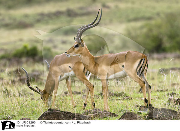 Schwarzfersenantilopen Bock / male impalas / JR-01260
