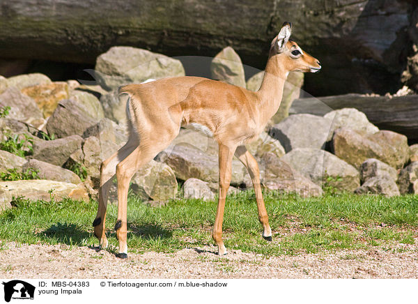young Impala / MBS-04383