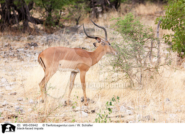Schwarznasenimpala / black-faced impala / WS-05942