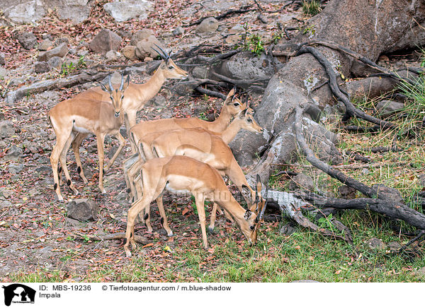 Impala / MBS-19236