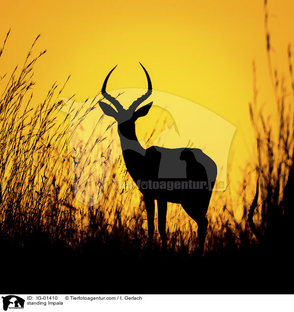 stehender Impala / standing Impala / IG-01410