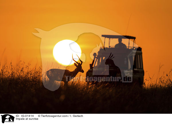 Impala im Sonnenaufgang / Impala at sunrise / IG-01414