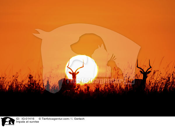 Impala im Sonnenaufgang / Impala at sunrise / IG-01416