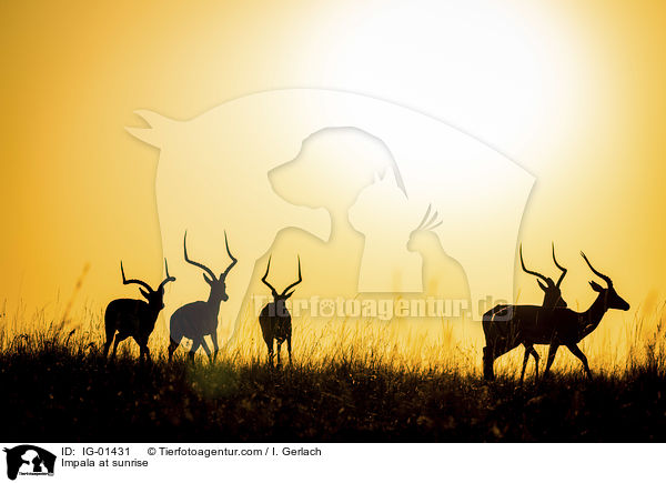 Impala im Sonnenaufgang / Impala at sunrise / IG-01431