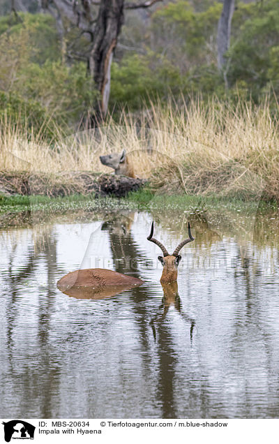 Schwarzfersenantilope mit Hyne / Impala with Hyaena / MBS-20634