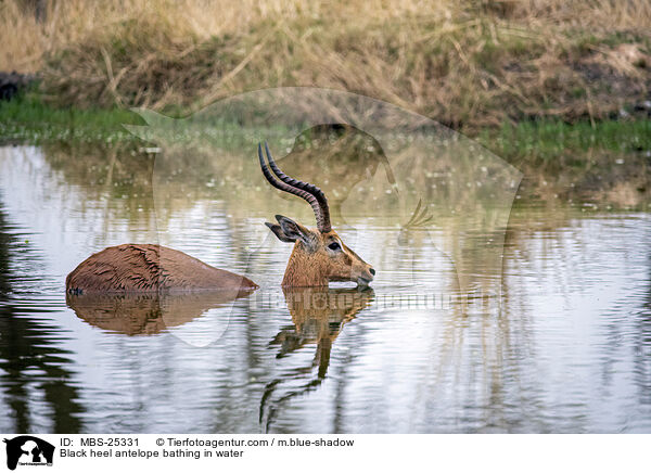 Black heel antelope bathing in water / MBS-25331