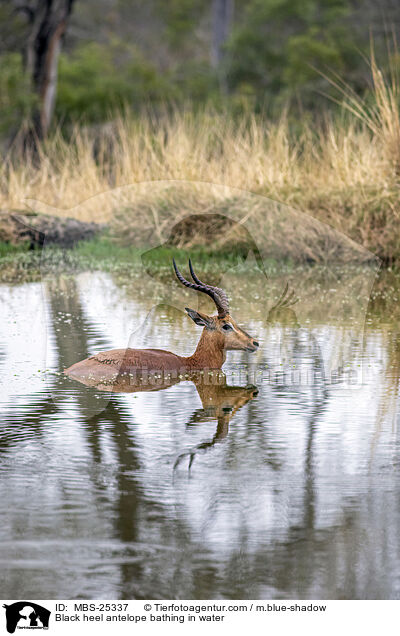 Schwarzfersenantilope badet im Wasser / Black heel antelope bathing in water / MBS-25337