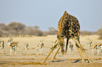 giraffe and impalas