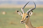 Impala Portrait