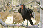 Southern ground hornbill and impalas