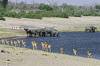African Elephants and impalas