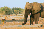 African Elephant and impala