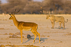 impalas and lioness