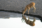 drinking impala