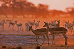 impala and springboks