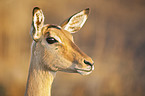 impala portrait