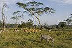 plains zebras and impalas
