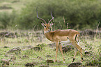 male impalas