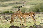 male impalas