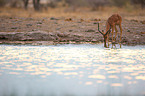 Impala