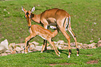 Impalas