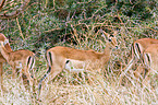 Impalas