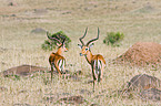 Impalas