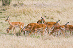 Impalas