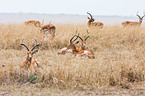 Impalas