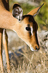 Impala