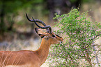 black-faced impala