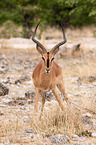 black-faced impala