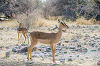 Impalas