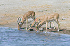 Impalas