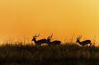 Impala at sunrise