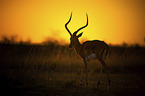 standing Impala